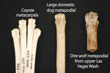 Dire_wolf_foot_bone_comparison.jpg